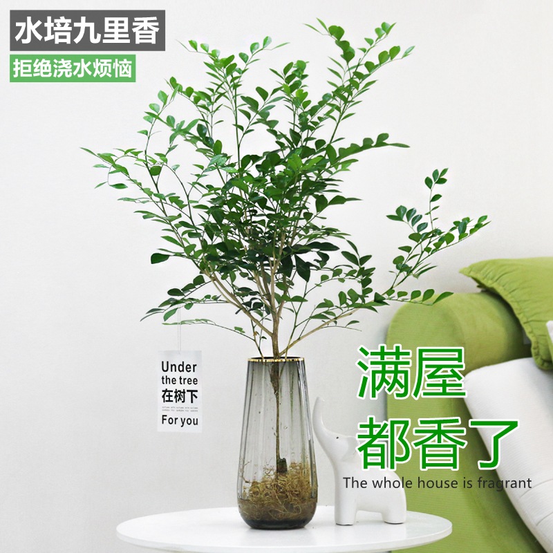 水培植物九里香马醉木吊钟四季好养活绿植室内客厅花卉办公室盆栽
