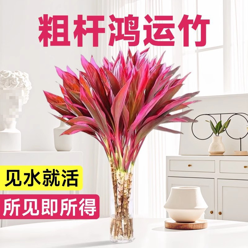 紫竹鸿运当头富贵竹水培植物粗杆带根客厅招财竹子室内好养活花卉
