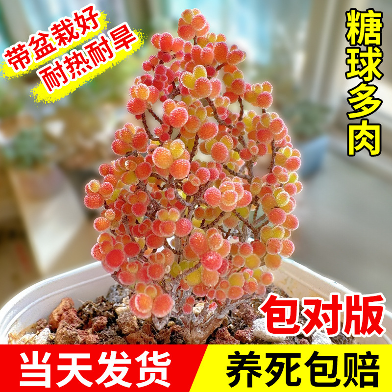 糖球枝干番杏多肉植物花卉小盆栽稀有品种名贵绿植好养活