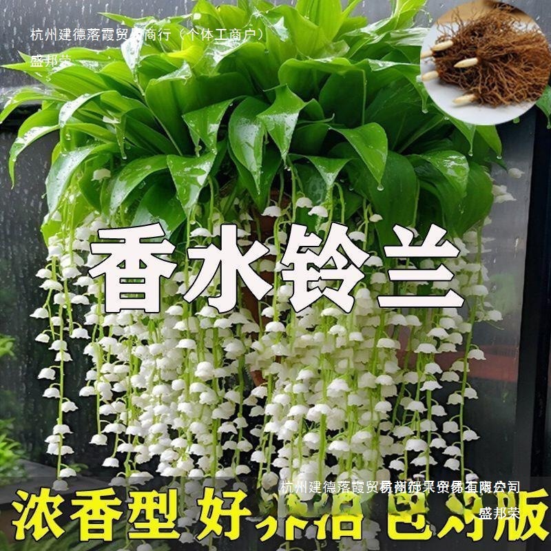 工厂直销花卉多年生铃兰养活不断浓香好四季绿植