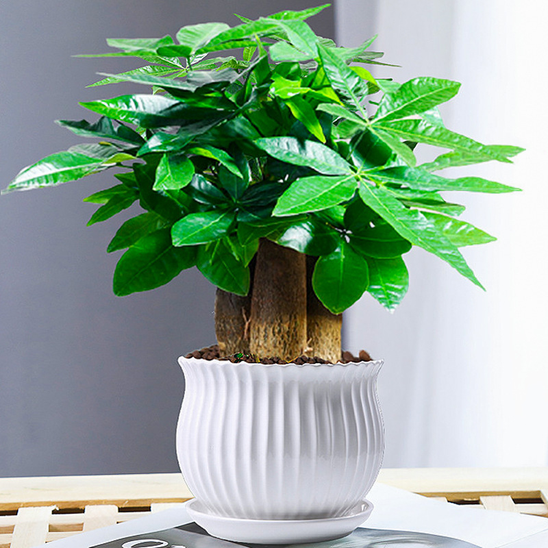发财树小盆栽花卉绿植物办公室内吸甲醛绿萝水培树好养活含盆