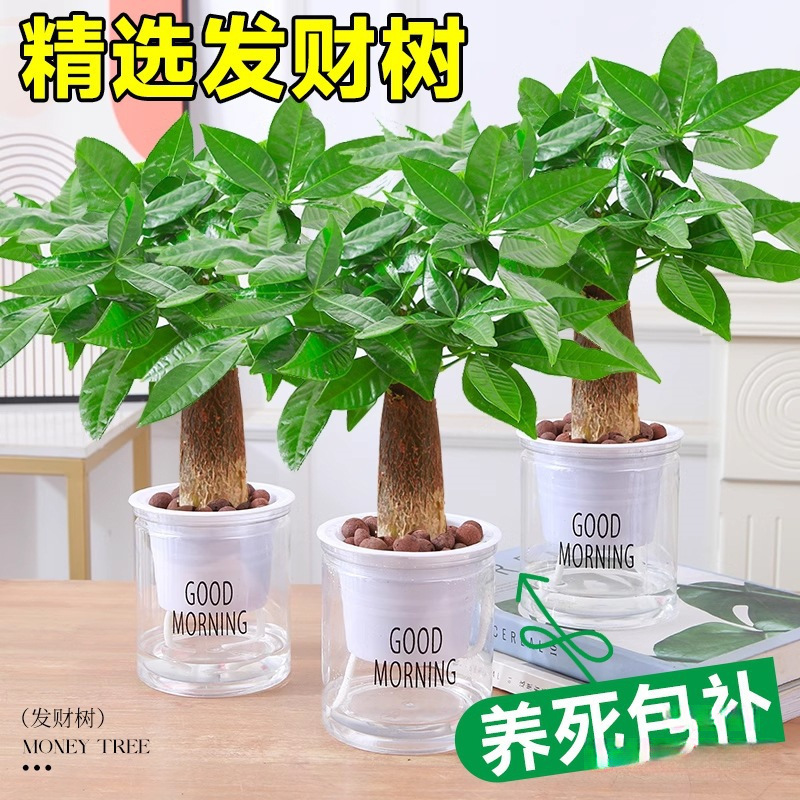 发财树室内小盆栽绿植花卉水培植物绿萝文竹四季好养活办公室桌面