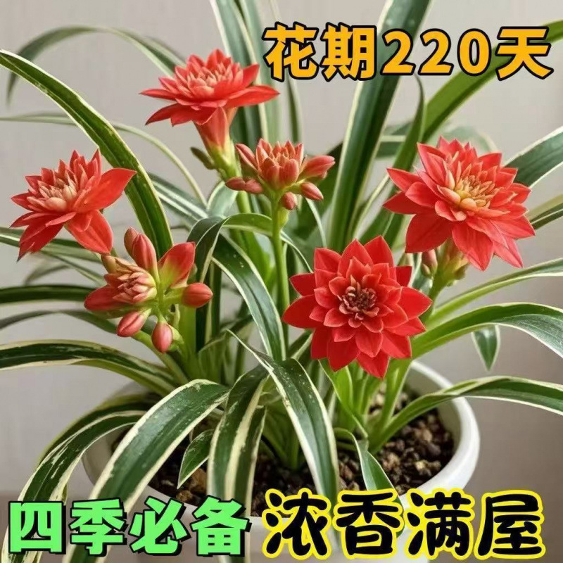 金边吊兰浓香型重瓣大花绿植花卉四季开花盆栽室内好养活