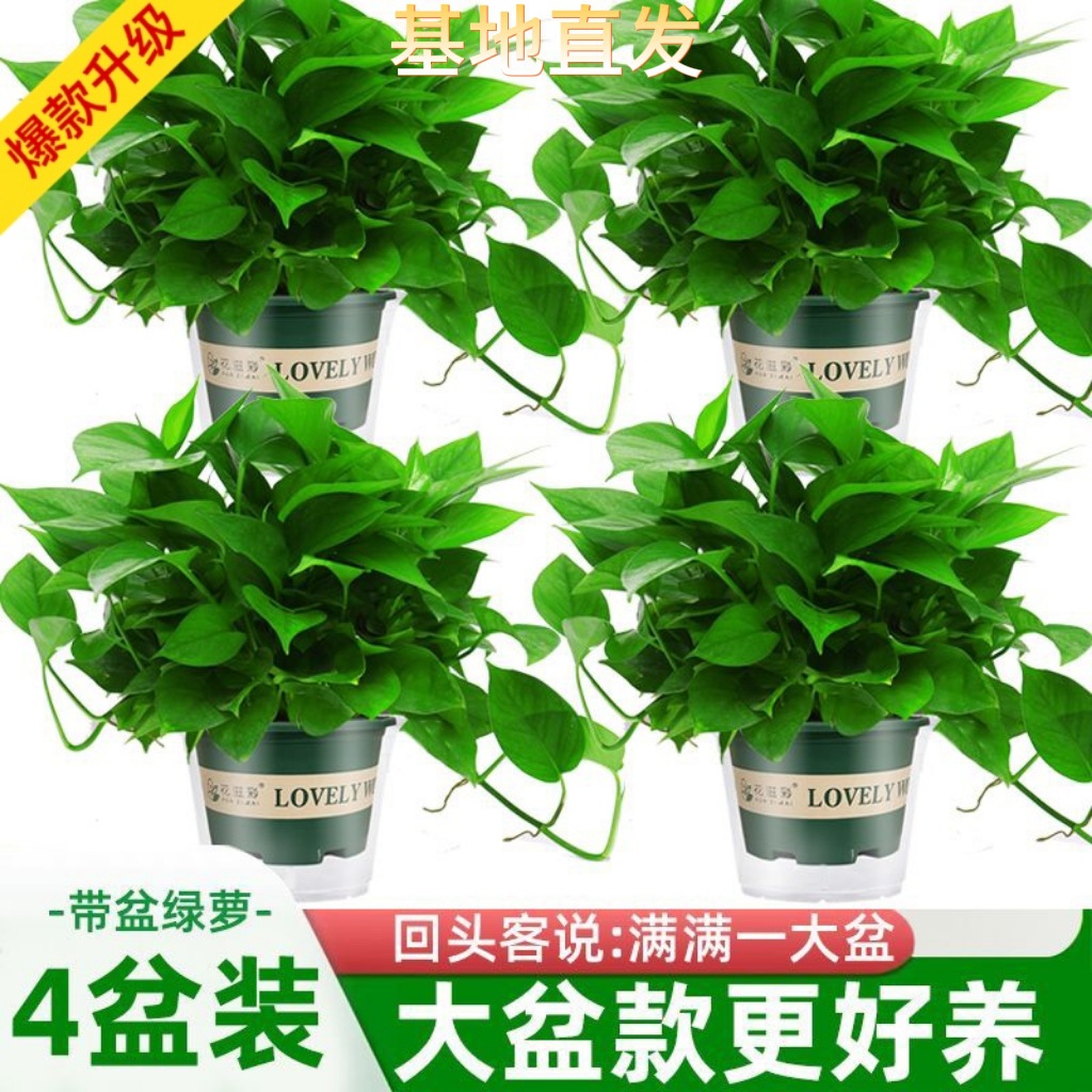 绿萝绿植大盆盆栽室内客厅绿植花卉家用净化空气植物室内吸除甲醛